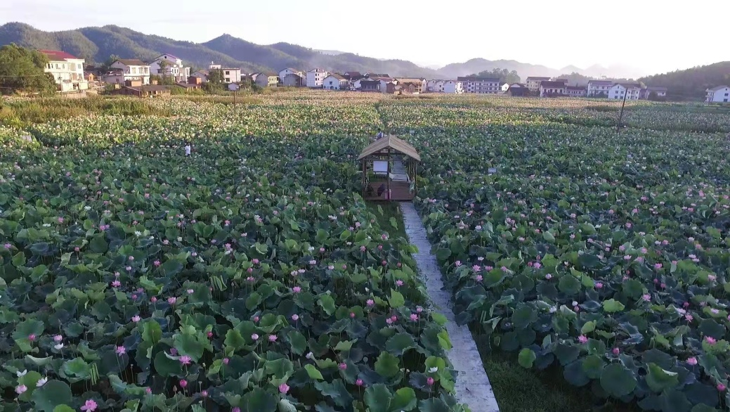 新春走基层莲韵萱香绘朗概山村振兴美丽蓝图